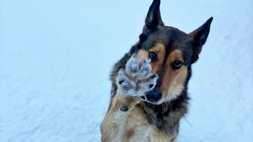 Администрация Петрозаводска помогла приюту для животных