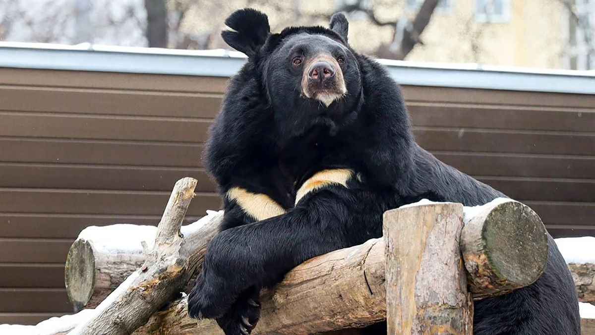   Пресс-служба Департамента культуры города Москвы