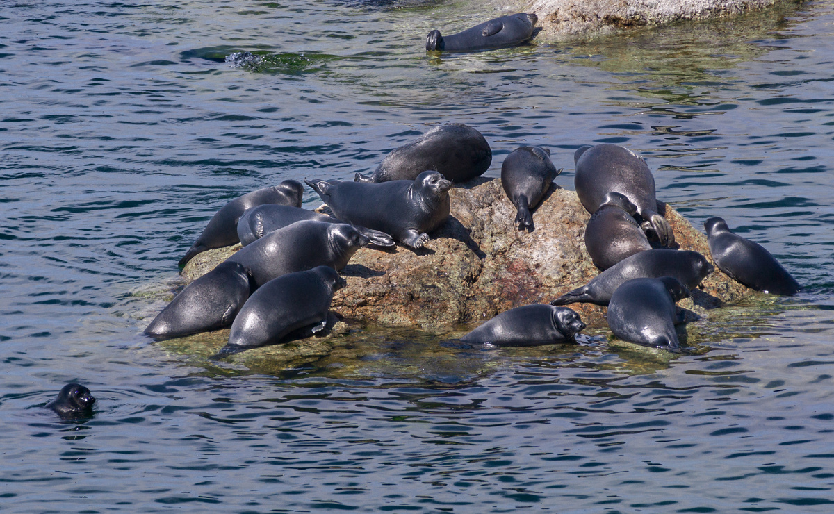 Байкальские нерпы лежат на камнях на острове Ольхон. Источник: Shutterstock