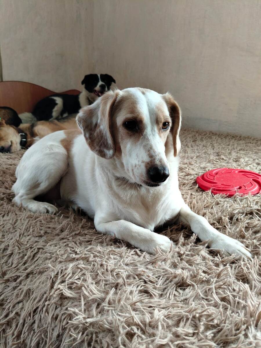 Лера - собака, которая не умеет лаять