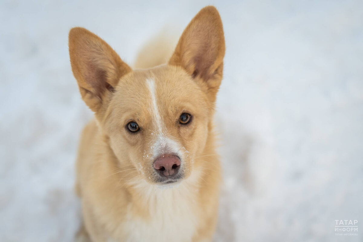 Фото: © Владимир Васильев / «Татар-информ»