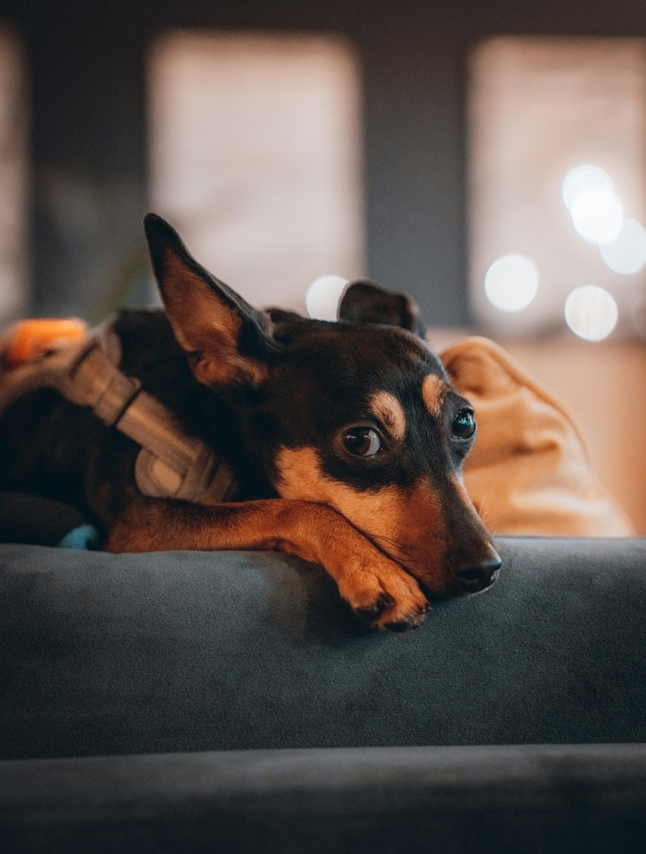    Создание безопасного укрытия для питомца — первый шаг к снижению стресса