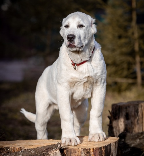 Алабай: Древний страж и верный друг