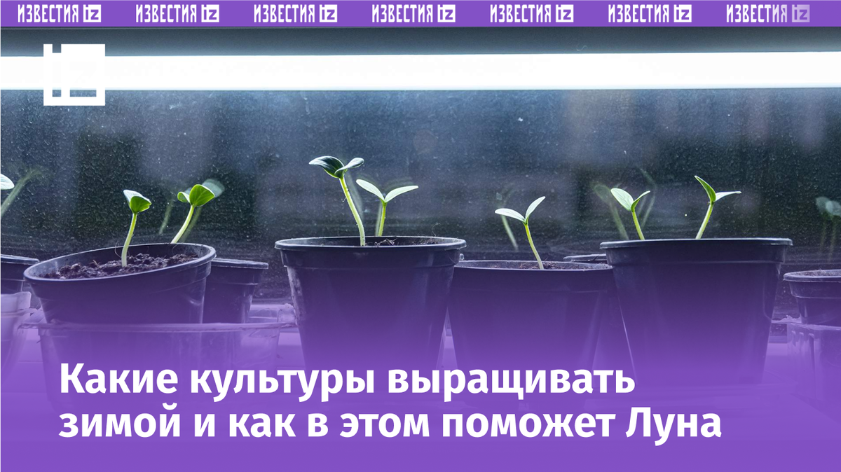 Фото: ИЗВЕСТИЯ/Константин Кокошкин