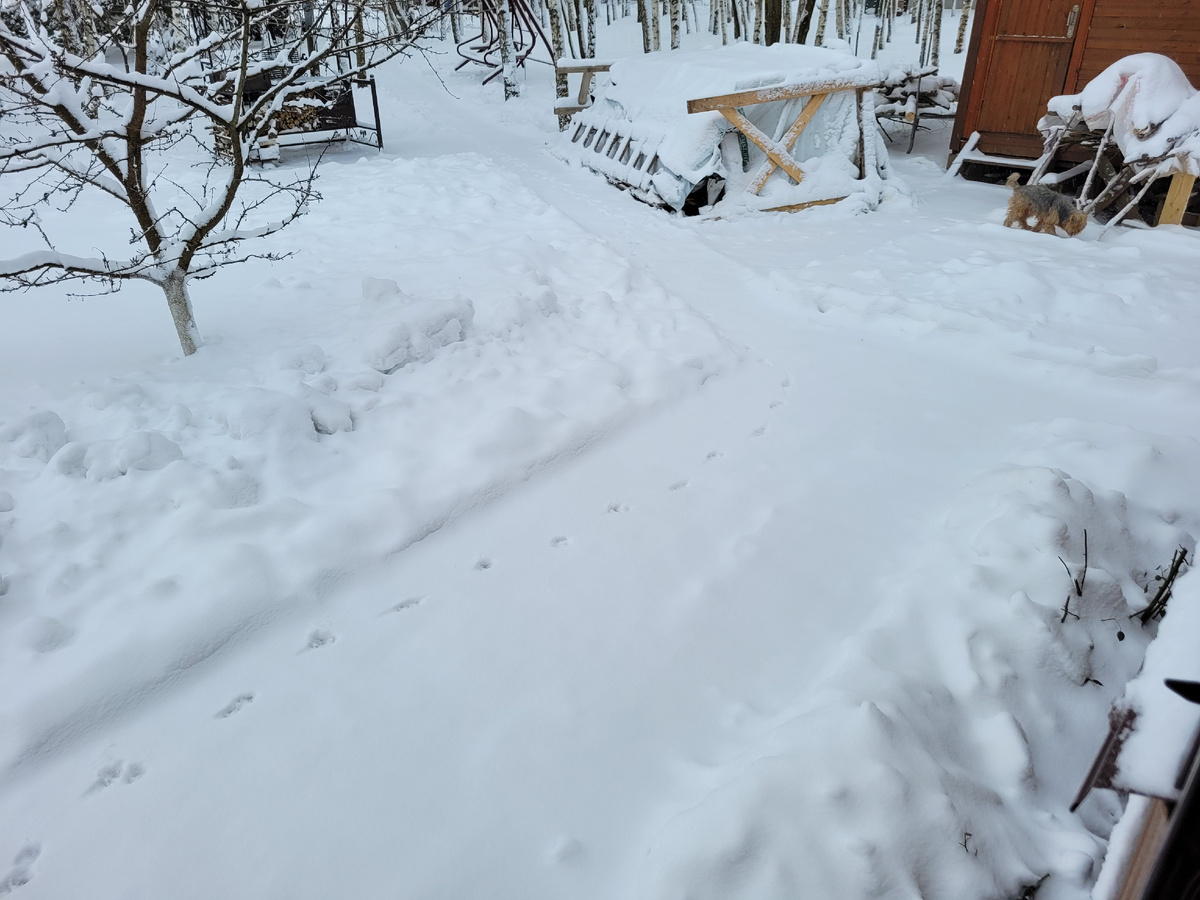 След - Марсель на прогулку вышел.