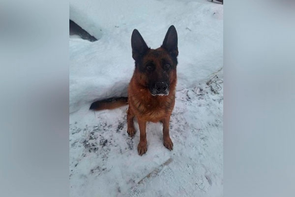 Служебный пес УФСИН в Удмуртии обрел новый дом после выхода на пенсию