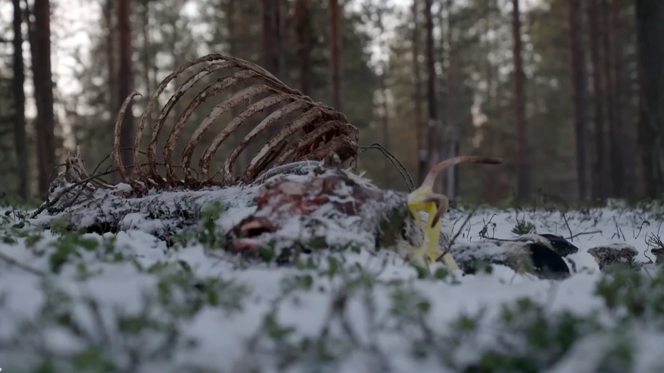 Фото: © Кадр "Итоговой программы с Петром Марченко"