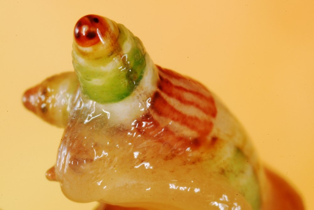 Улитка с метацеркариями паразита. Источник: disgustingmen.com