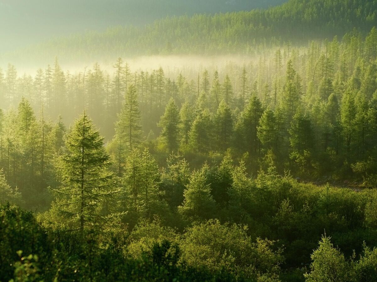    Тайга | © Getty Images / brave-carp