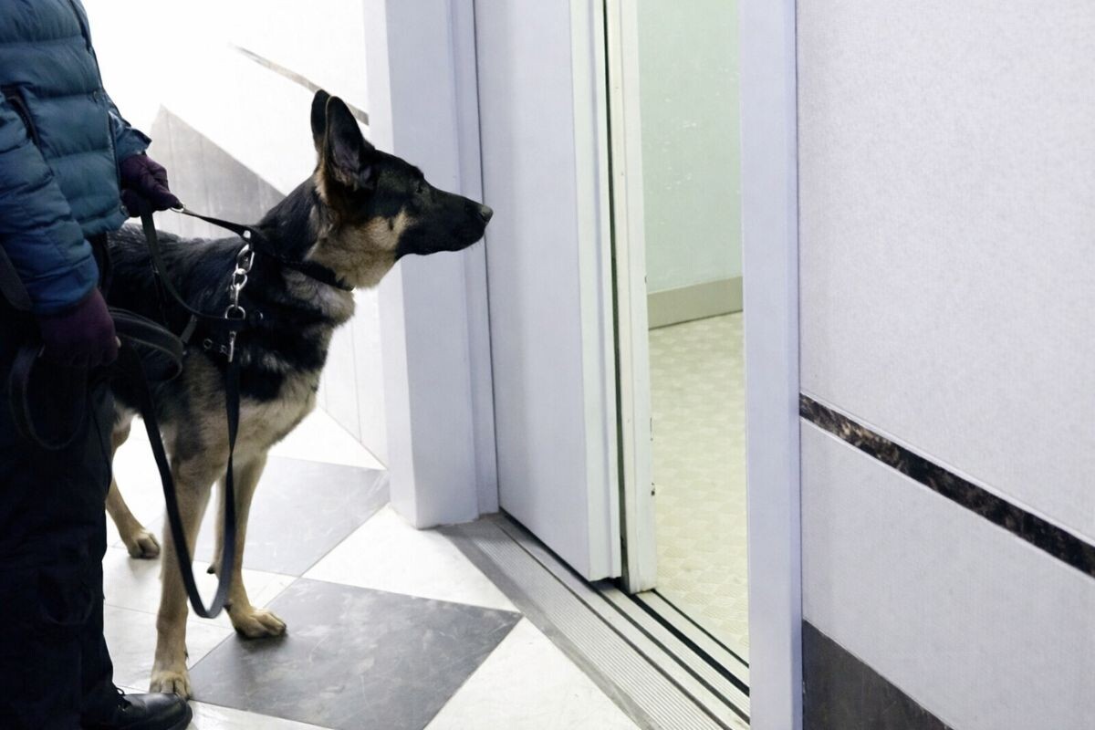 Овчарка на поводке стоит у открытых дверей лифта