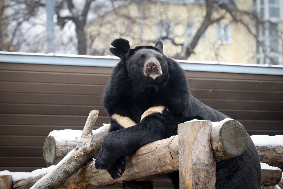    Герой онлайн-трансляций Московского зоопарка, гималайский медведь Вася