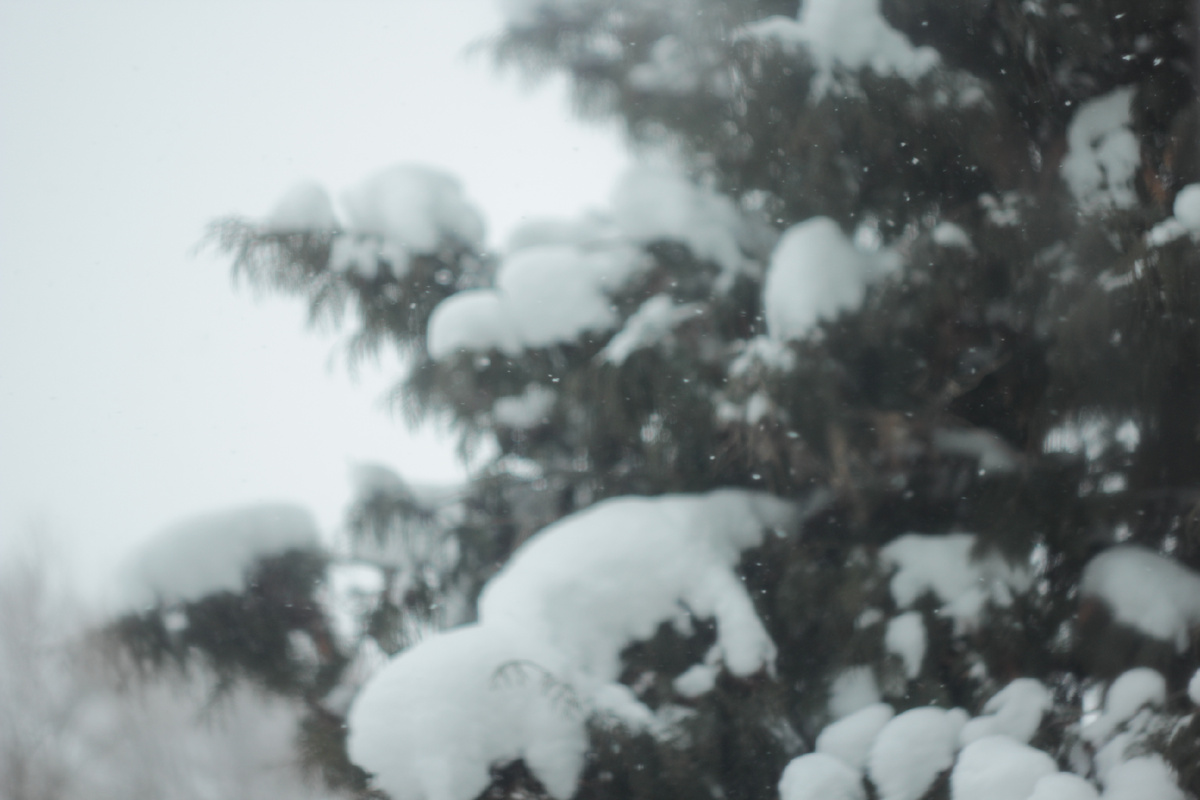 У нас весь день летит снег за окном