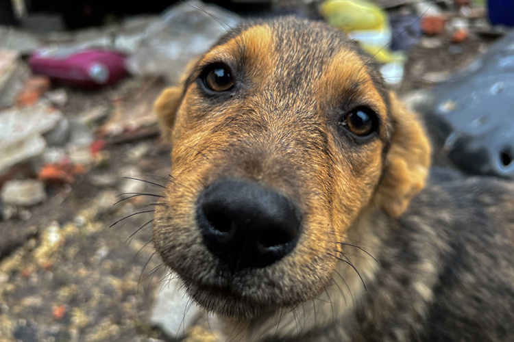    «Миграцию собак мы не можем ограничить муниципальным образованием. Летом жили дачники, с ними животные, все было хорошо, но потом сели в машины и уехали, животные остались».   
Фото: «БИЗНЕС Online»