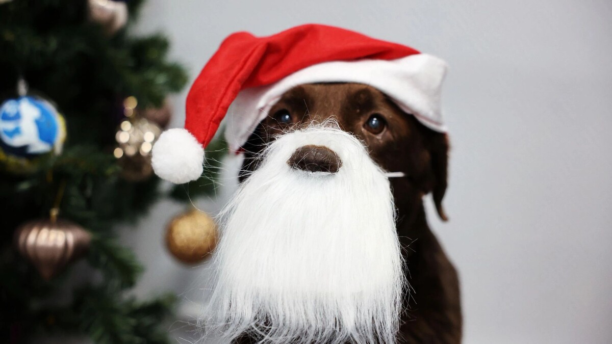    Фото: Андрей Ткачев / «Ямал-Медиа»