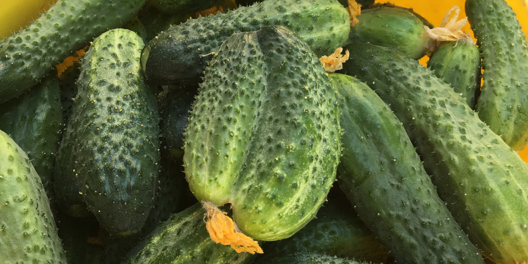 Огурцы, какие же выбрать семена?