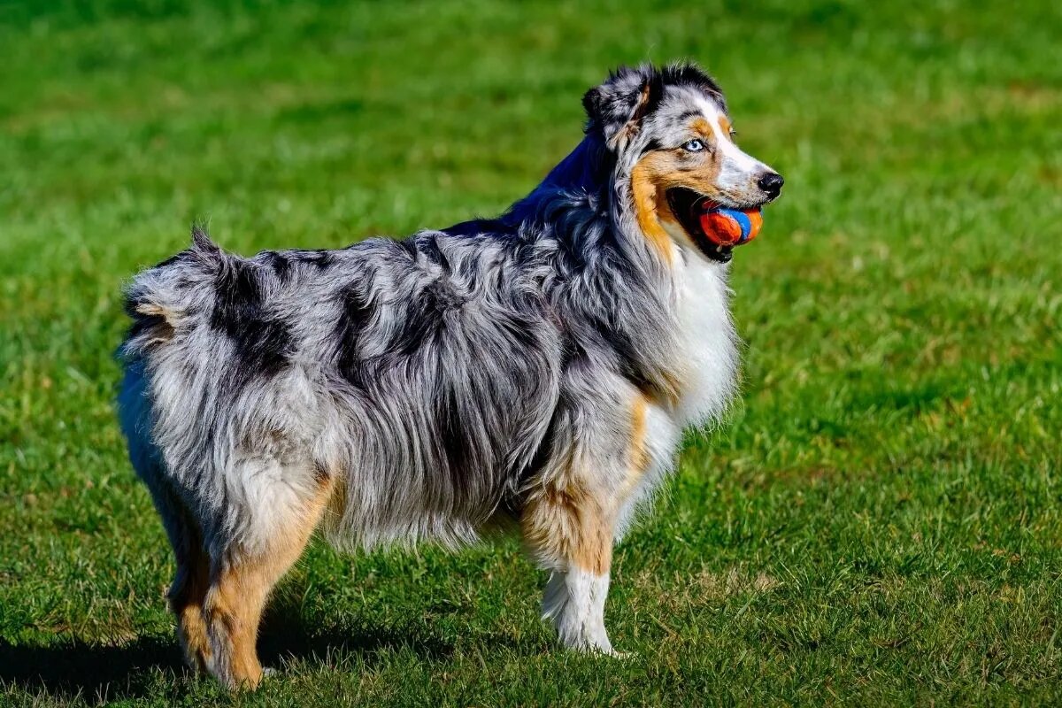 Австралийская овчарка