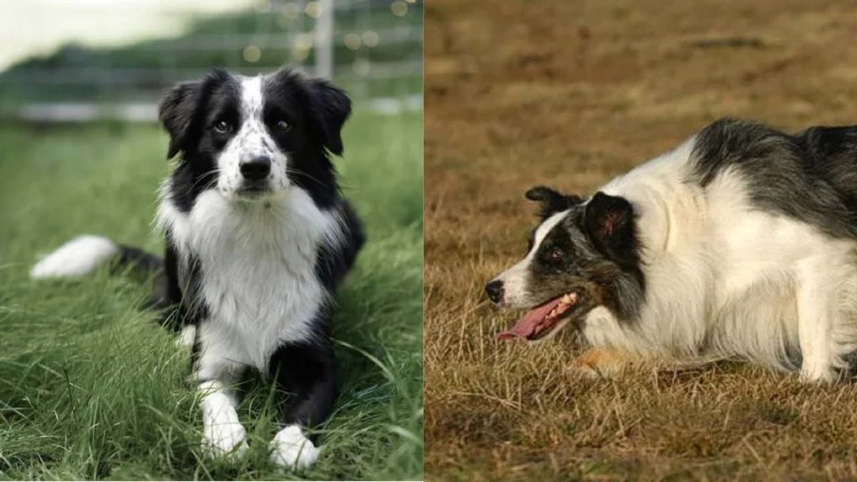 Бордер-колли