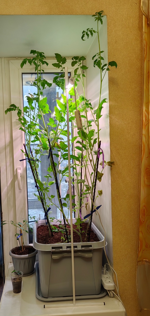 На этом фото еще пары сантиметров до потолка не хватает. Сейчас уже дотянулись.