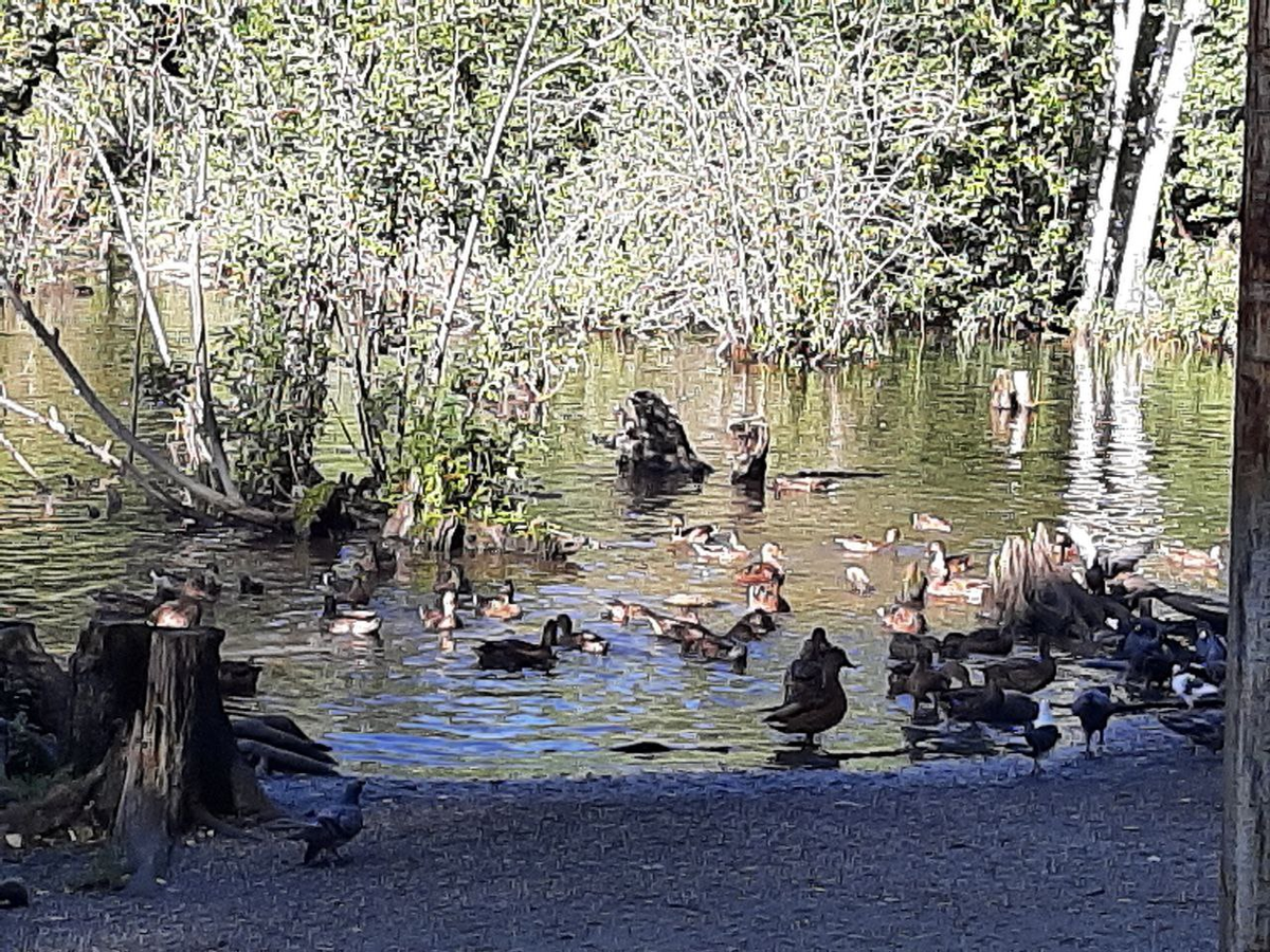 © Радугамира