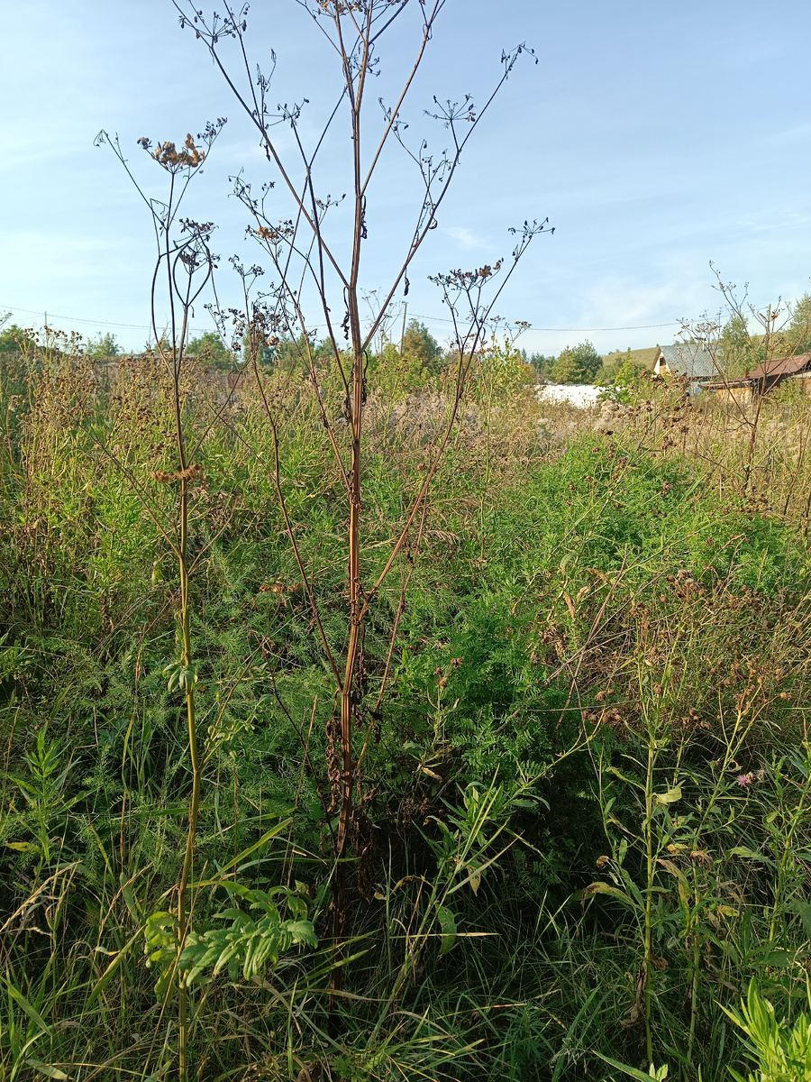 Среди такой растительности высаживаю не угодивших питомцев