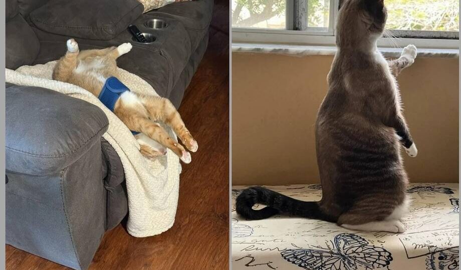 15 фото котов в невозможных позах ― лучшее лекарство от предпраздничной усталости