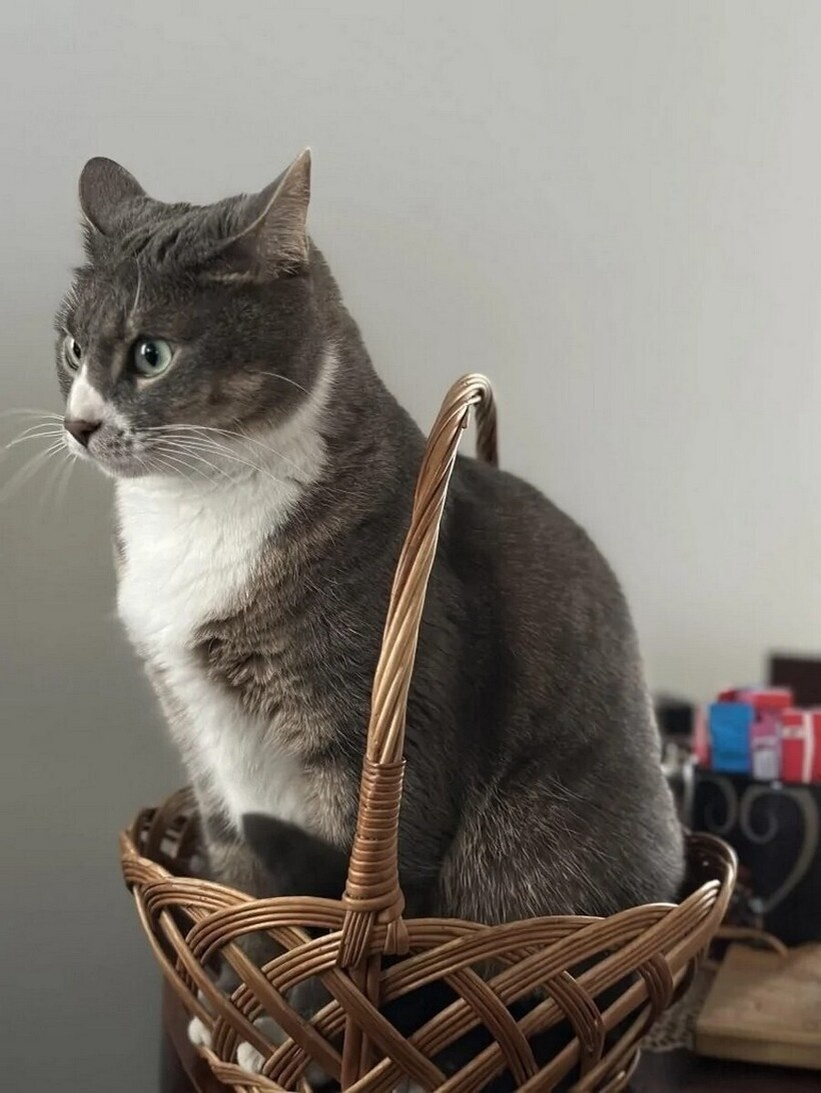    15 фото котов в невозможных позах ― лучшее лекарство от предпраздничной усталости