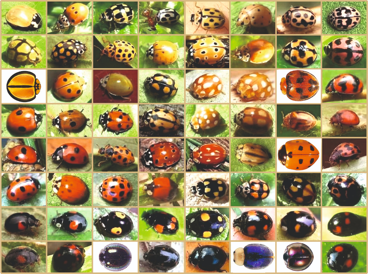 Разноцветье видов божьих коровок.