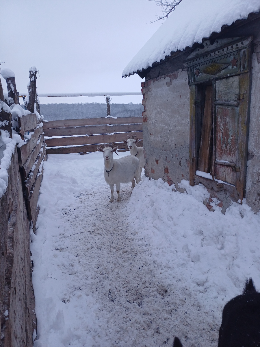 Козы из первой банды — элита