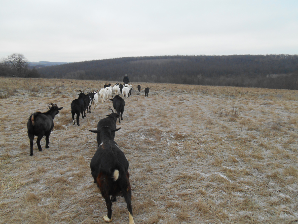 Козы идут пастись, это был последний день пастьбы в декабре