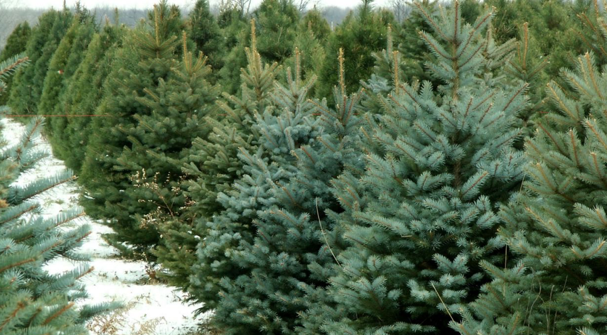 фото: mpr.alania.gov.ru