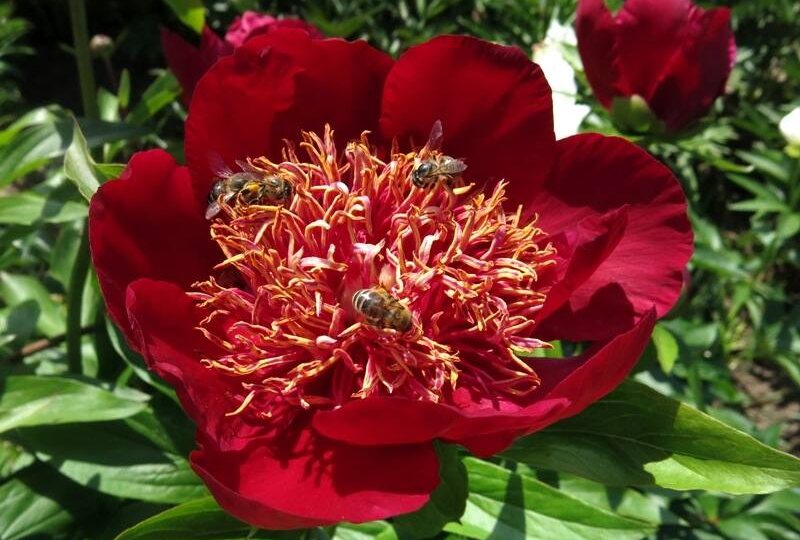 Пион Уайн Энджел/ Wine Angel