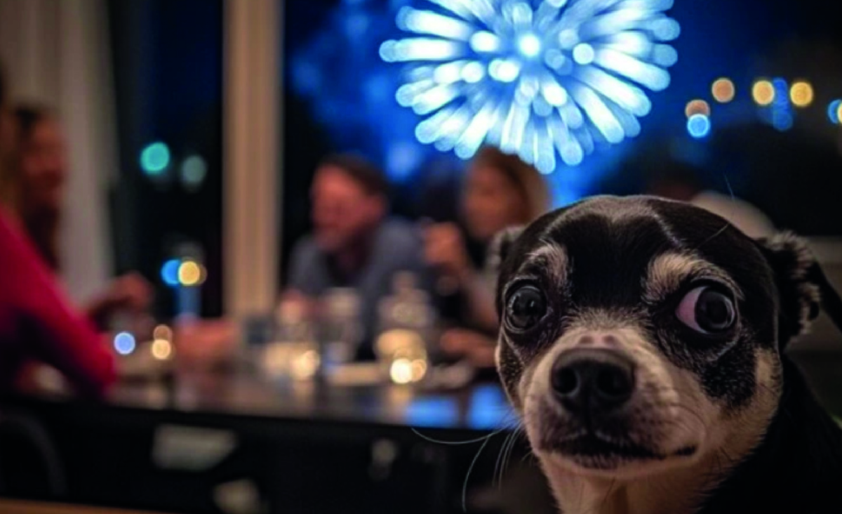 Собака боится петард и фейерверков. Фото: @headfullofdreamsdesign, ru.freepik.com. 