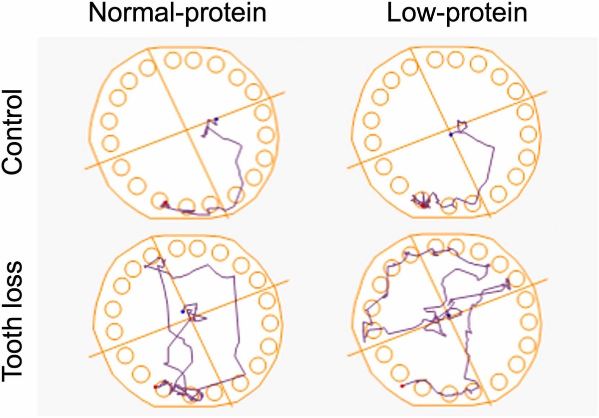   Rie Hatakeyama et al. / Archives of Oral Biology, 2025