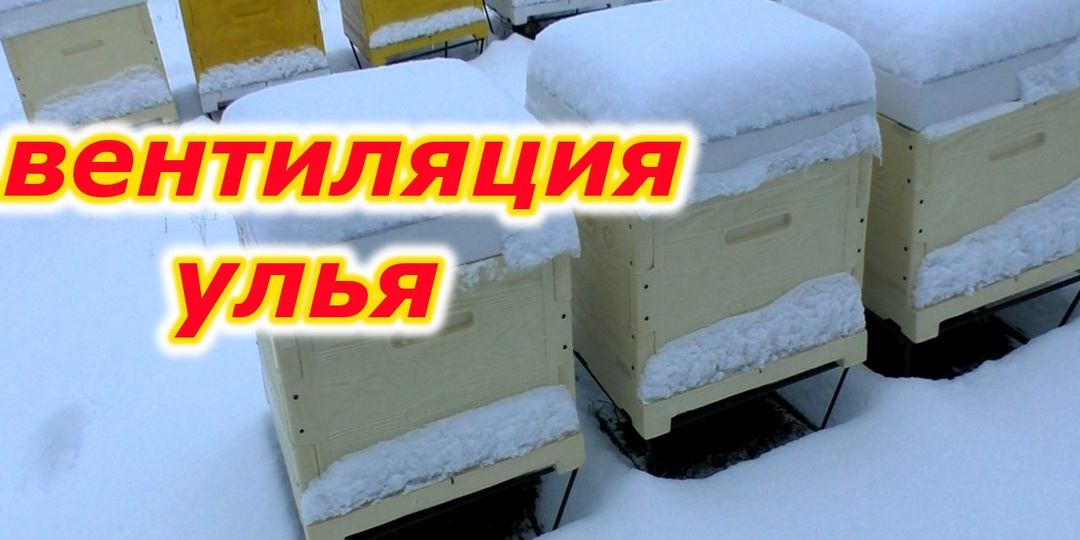 ДЕКАБРЬСКАЯ ВЕНТИЛЯЦИЯ: сетчатое дно-ключ к сухой и успешной зимовке.