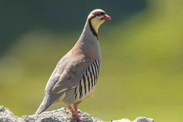 Фото: Комитет по охране окружающей среды при Правительстве Республики Таджикистан
