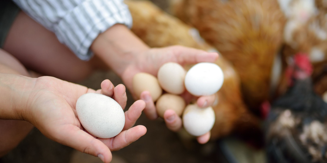Как получать крупные яйца от своих кур? Все секреты