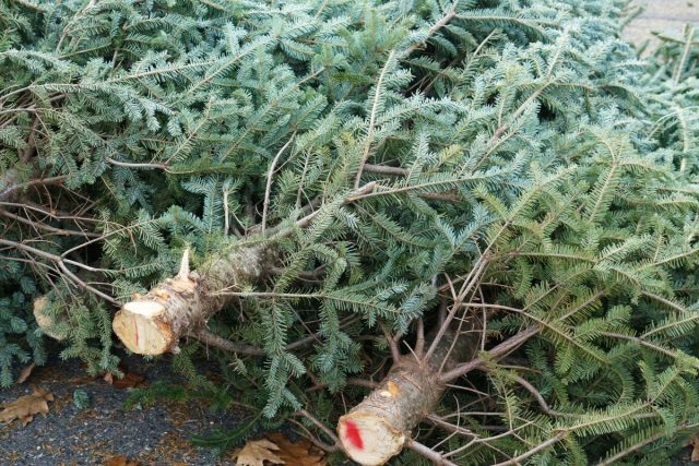 Выбор свежей ели. Осмотрите хвою — она должна быть блестящей и упругой, срез ствола светлый и влажный, а дерево тяжелое для своего размера. При транспортировке защитите ветви брезентом, верхушку направьте назад.  📷
