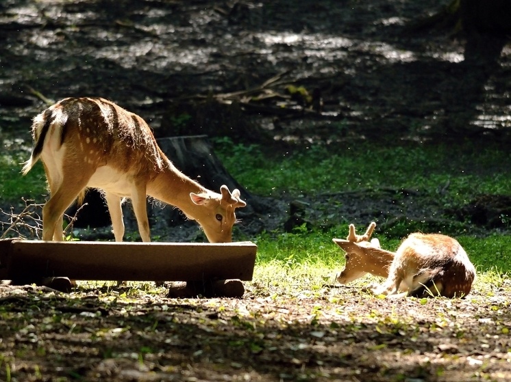     Источник: montypeter/FreePik