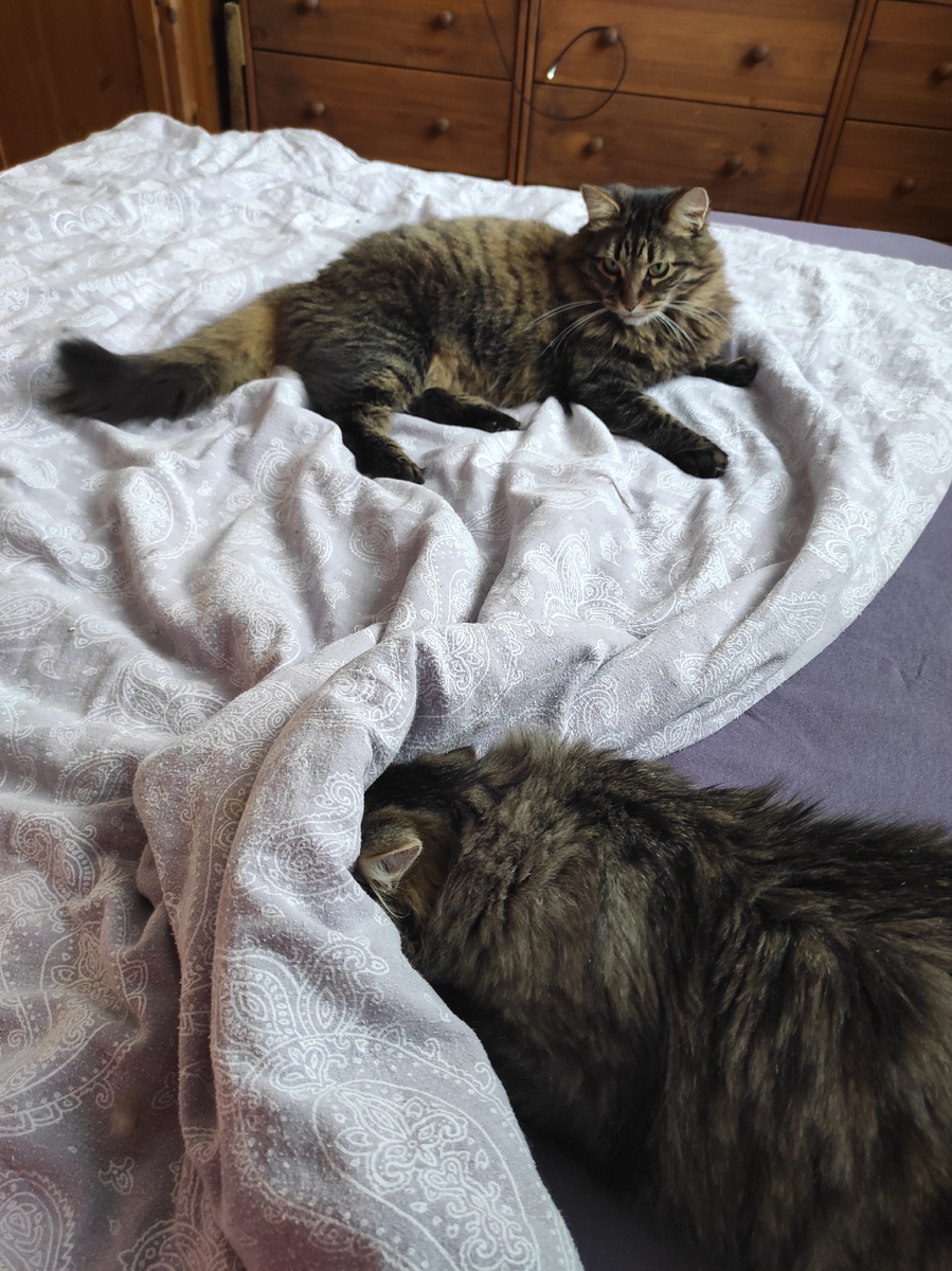 Я иду вас искать, ноги! - Ой бестолковый, оставь хозяйку. 