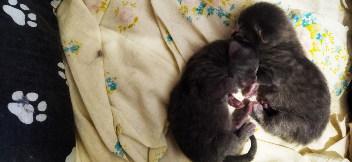 Котяткам уже три дня!