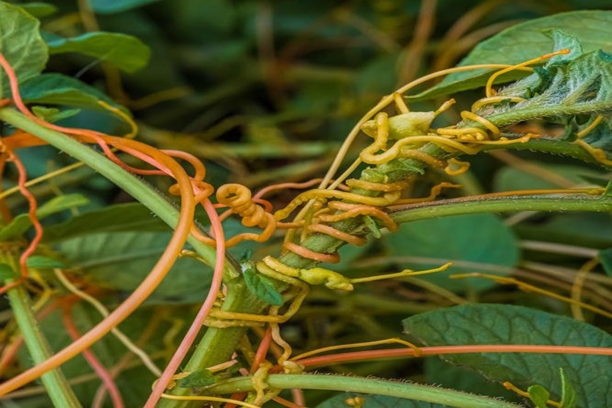    Фото: Управление Россельхознадзора по Алтайскому краю и Республике Алтай, источник: astraban.ru