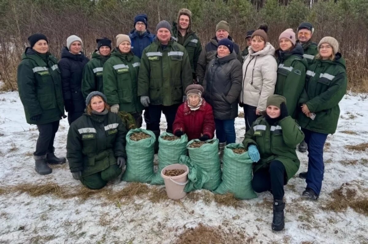    В Тверском лесничестве собрали 150 кг шишек для восстановления лесов