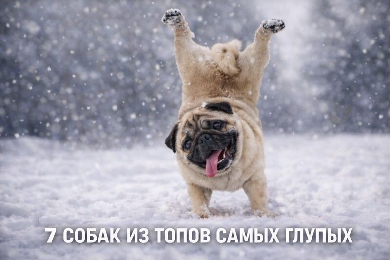 7 собак, которых называют глупыми (но мы-то знаем — они просто прикидываются)