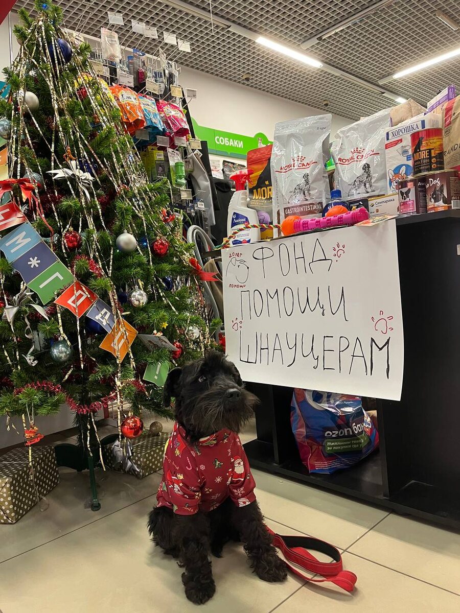 Нордик: "Подайте на домики для бездомных поростят... Так, я правильно глазки выпучил и ушки опустил?"