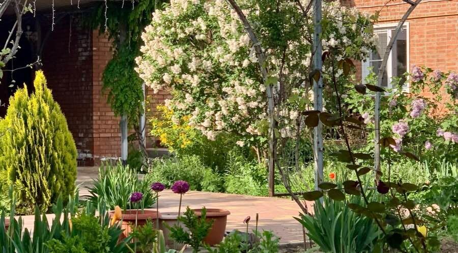 Казачий сад в цвету — как жизнь: буйный, щедрый, полный историй. Подводим итоги года с теплом в душе. Фото автора канала