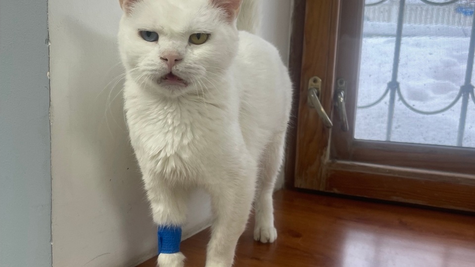 Спасибо всем, кто помогает нашим котикам стать здоровенькими!!!