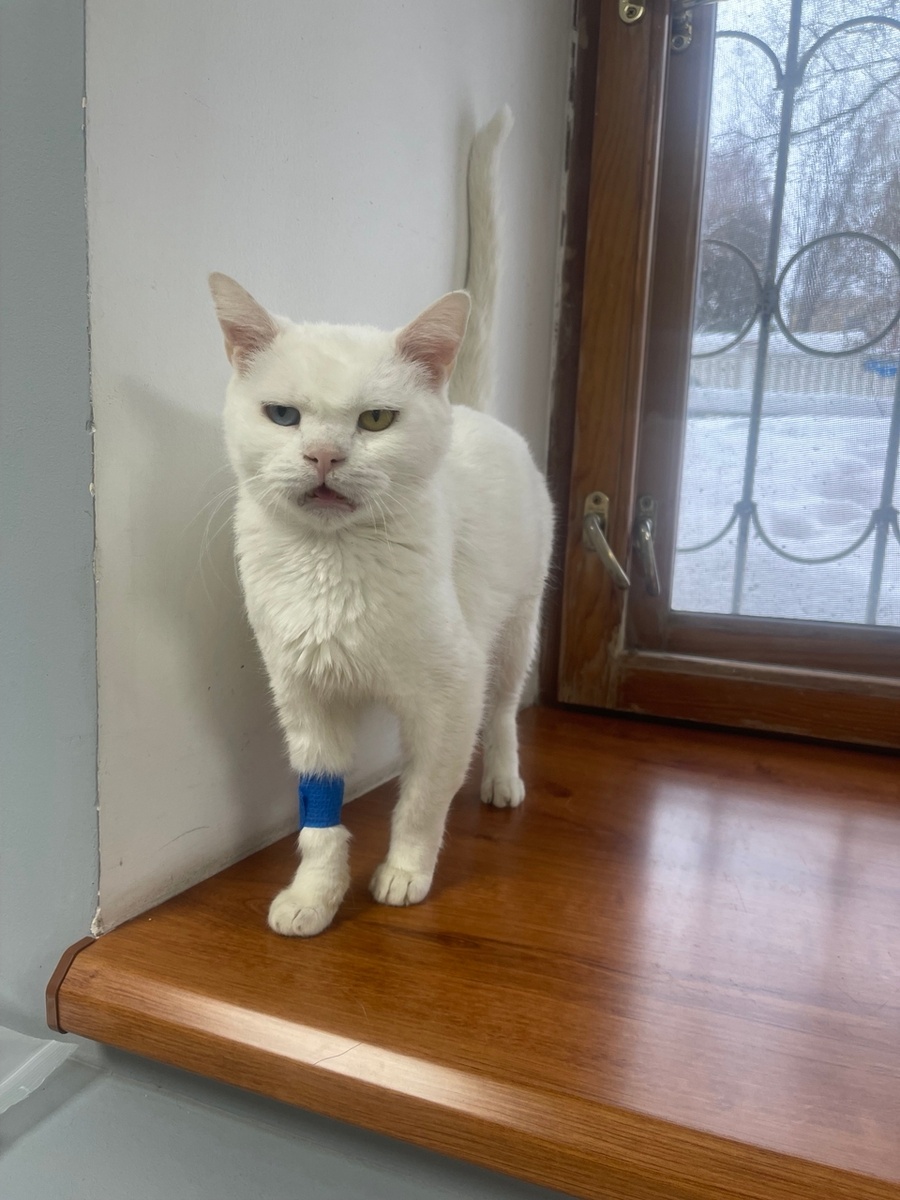 Мускат в ветклинике