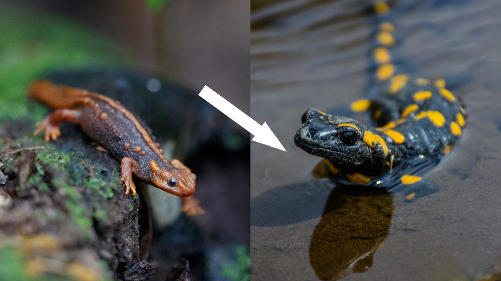    Что отличает новозеландскую саламандру от настоящего саламандра Вот в чем дело