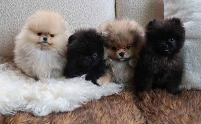    Ким Кардашьян подарила детям щенковСоцсети Ким Кардашьян