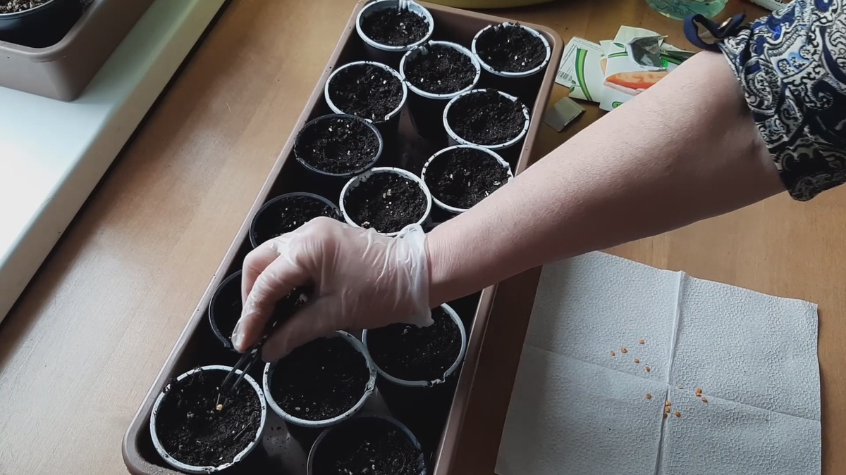 Посев перца.